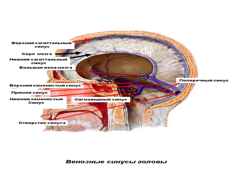 Венозные синусы головы Верхний сагиттальный  синус Серп  мозга Нижний сагиттальный  синус